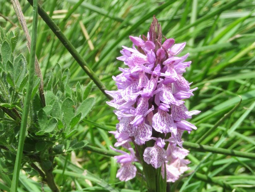 cropped-fleur-margeride-3.jpg